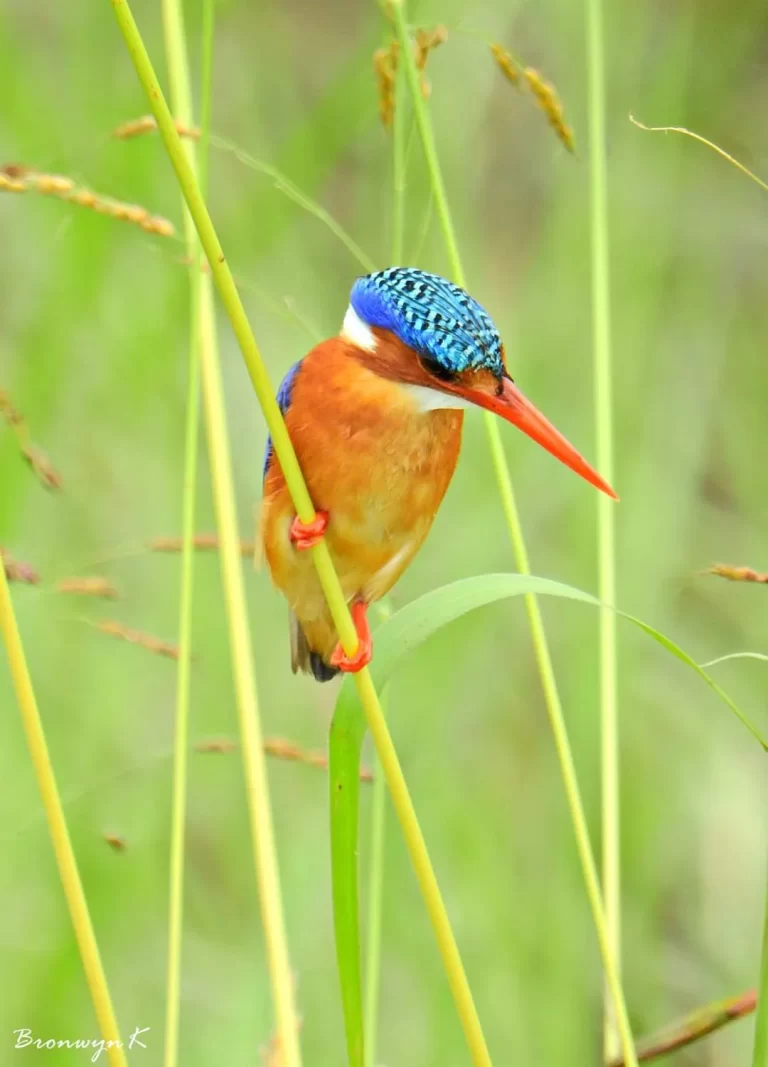 FB_IMG_1612892981315 copy