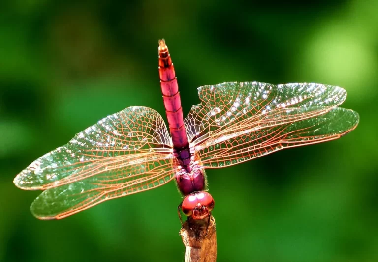 IMG-20210130-WA0007 copy