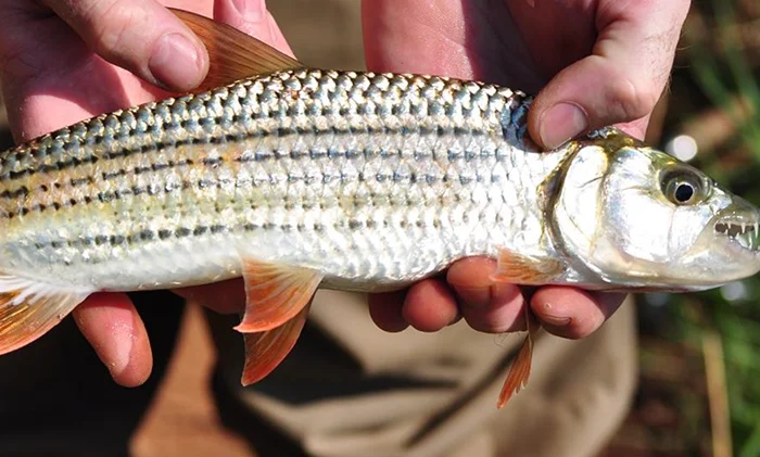 Fishes of the Kruger National Park (by P. Kotze)